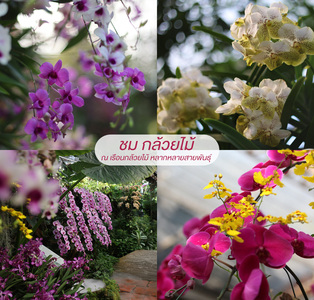  三月亮点：清迈皇家拉差普鲁克花园的缤纷花季